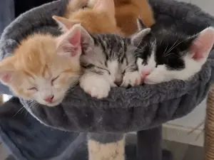 Süße Katzenbabys suchen liebevolles Zuhause