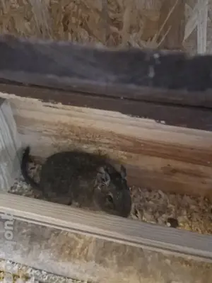 Dringend!!! einzelner Degu