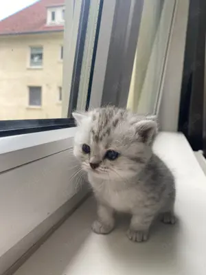 Wundervolle BKH Kitten suchen ein liebevolles Zuhause Abgabe ab dem 04.08.2025