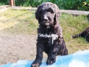 Acht süße Labradoodle-Welpen suchen ein neues Zuhause