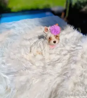 Fantastisches, winziges Goldberry Yorkshire Terrier-Mädchen