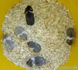 Campbell Zwerghamster 