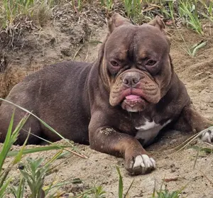 New english Bulldog Hündin, reinrassig