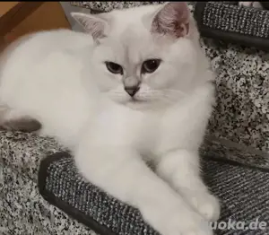 Sanny Britisch Kurzhaar Katze mit Stammbaum bkh 