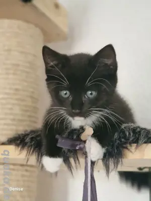 Kätzchen,Kitten,Katzenbaby,Babykatze