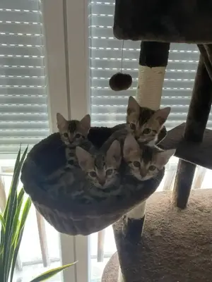 Bengal-Kitten zum Verkaufen