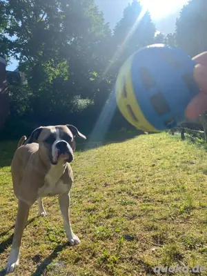 Englisch Bulldogg Boxer mischling