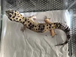 Leopardengecko (vermutlich Enigma)   ca. 4- 5 Monate jung   sucht liebevolles
