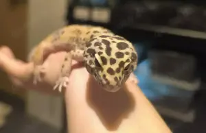 Leopardengecko (vermutlich Enigma)   ca. 4- 5 Monate jung   sucht liebevolles Bild 2