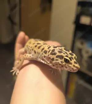 Leopardengecko (vermutlich Enigma)   ca. 4- 5 Monate jung   sucht liebevolles Bild 4