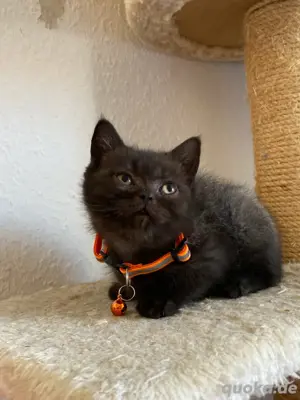 bkh kitten