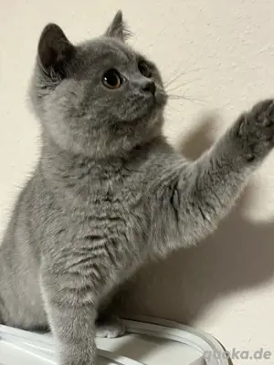 Britisch-Kurzhaar Katze (grau blau)   Mila sucht ein liebevolles Zuhause Bild 1