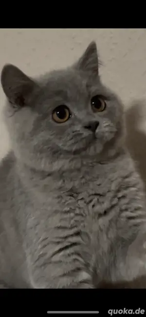 Britisch-Kurzhaar Katze (grau blau)   Mila sucht ein liebevolles Zuhause Bild 3
