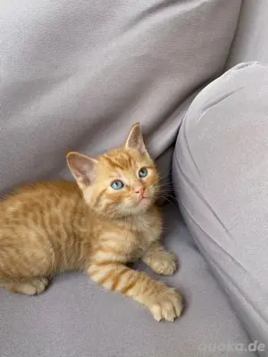 Babykitten