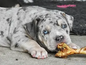 American Bully