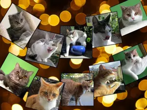 Katzenbetreuung Fürth