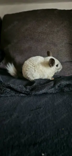 Weißes Chinchilla (1,5 Jahre alt) mit Zubehör in liebevolle Hände abzugeben