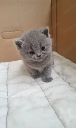 BKH-Kitten (British Kurzhaar) Bild 4