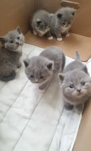 BKH-Kitten (British Kurzhaar) Bild 2