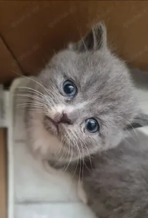 BKH-Kitten (British Kurzhaar) Bild 5