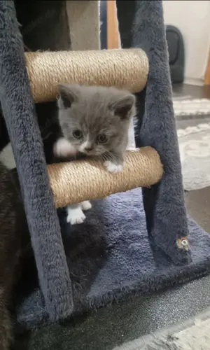 BKH-Kitten (British Kurzhaar) Bild 7