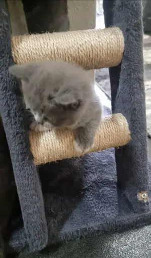 BKH-Kitten (British Kurzhaar) Bild 8