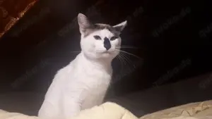 Siam snowshoe kater sucht weibchen (am besten siam oder sogar snowshoe)