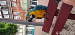 1 8 Papageien ara Handzahm ( Freiflug ) 