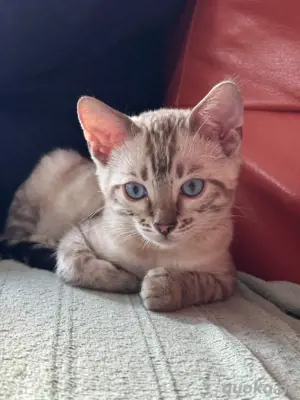 reinrassige Bengal Kitten 