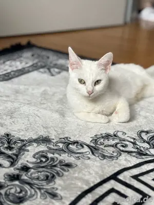 katzen suchen ein neues Zuhause 