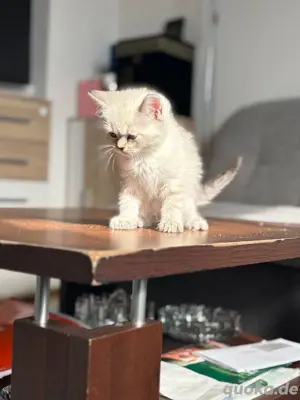 baby katzen suchen ein neues Zuhause 