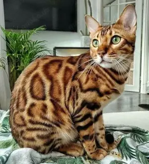 Adoptieren Sie ein umwerfendes Bengalkätzchen   Ihren energiegeladenen und liebevollen Begleiter!