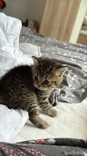 baby katzen BKH