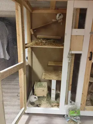 Chinchillas zur Abgabe