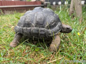 Aldabra Schildkröte 