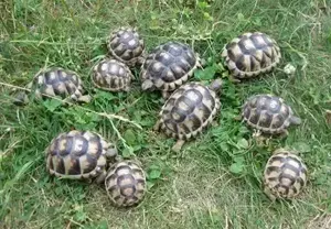 kleine Breitrandschildkröten NZ 2024 und 2023, Landschildkröten