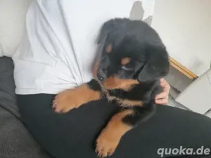Rottweiler Welpen  Bild 4