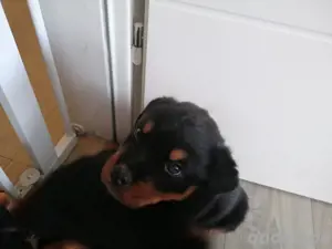 Rottweiler Welpen  Bild 3