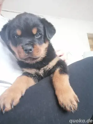 Rottweiler Welpen 