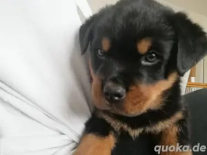 Rottweiler Welpen  Bild 2