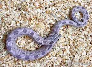 Heterodon nasicus - Lavender - Arctic - Sable - Toffee - Superarctic - Hakennasennatter 
