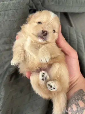 Pomeranian Zwergspitz Welpen Teddybär