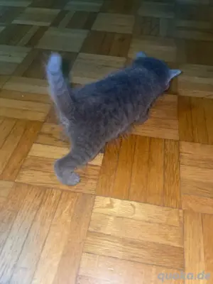 Not Katzekitten abgabe