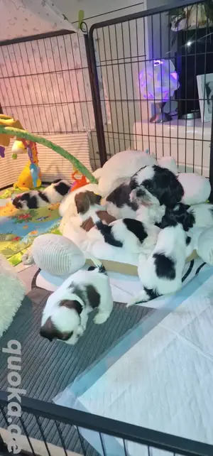Wunderschöne Shih-Tzu Welpen 