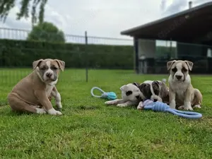 American Staffordshire Terrier Welpen
