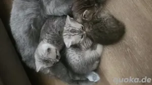 bkh kitten 