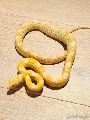 Kornnatter