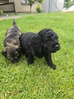 Cocker Spaniel-Mix, Pudel
