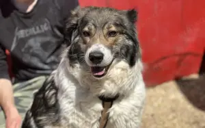 Eine bessere Welt für Shania