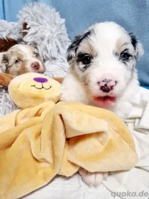 Mini Australien Sheperd reinrassige Welpen   